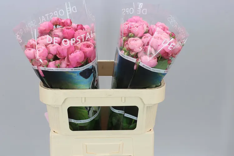 Ruža trsová Silva Pink+ 70 cm