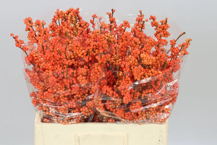 Ilex Winter Gold 60 cm