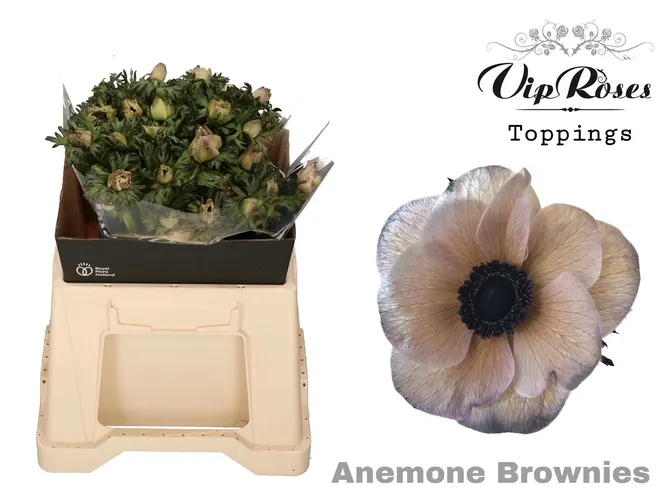 Anem Brownies X 50 40 cm