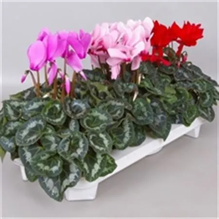 Cyclamen Gr Mix črepník 17 cm