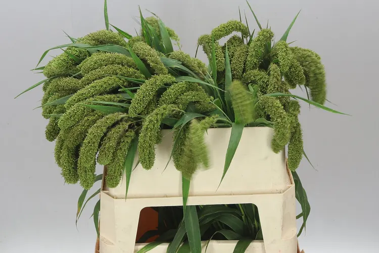 Setaria It Volle Melk 80 cm