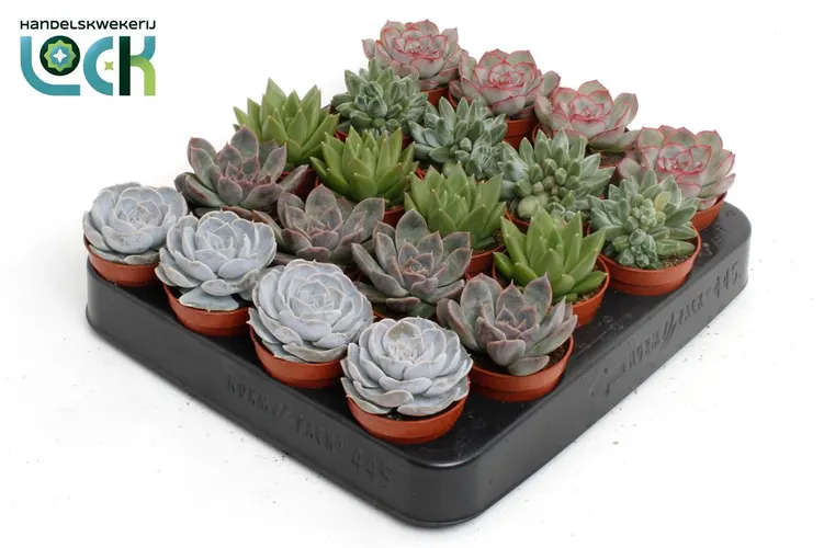 Echeveria Gemengd črepník 5,5 cm