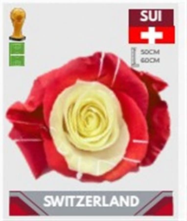 Ruža farbená Fb Schweiz, Ekvádor 50 cm