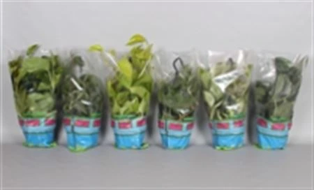 Epipremnum mix, závesný črepník črepník 15 cm