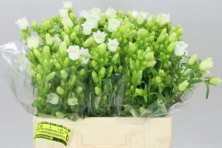 Campanula M Champ White 60 cm