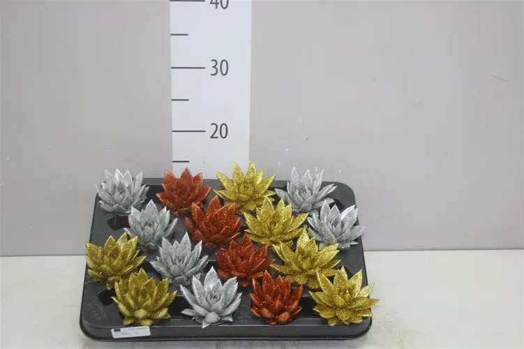 Echeveria Xmas mix + Glitter črepník 6 cm