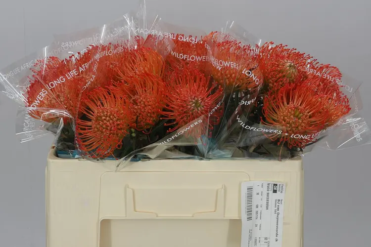 Leucospermum Succession 50 cm