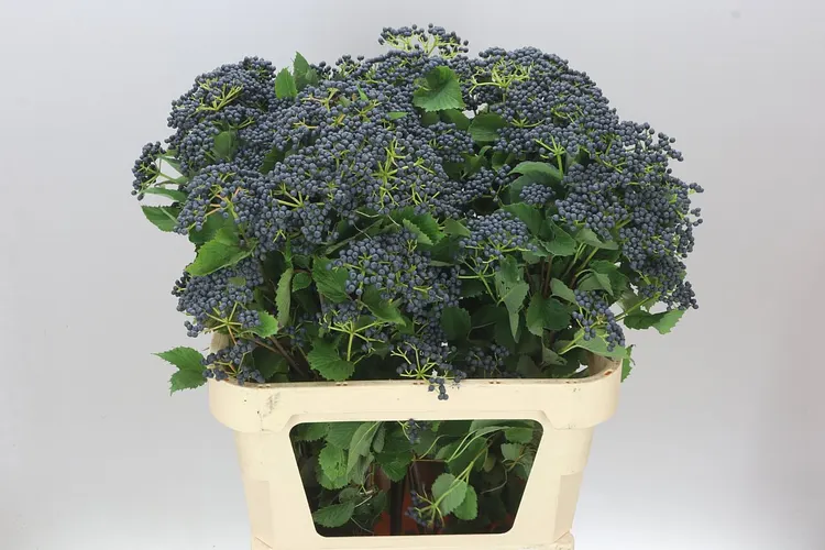 Viburnum Dark Blue Hermania 80 cm