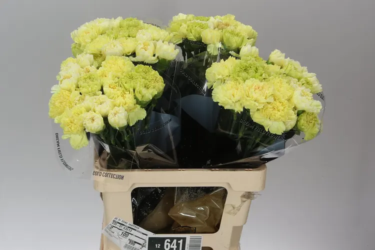 Di St Mix Yellow 60 cm