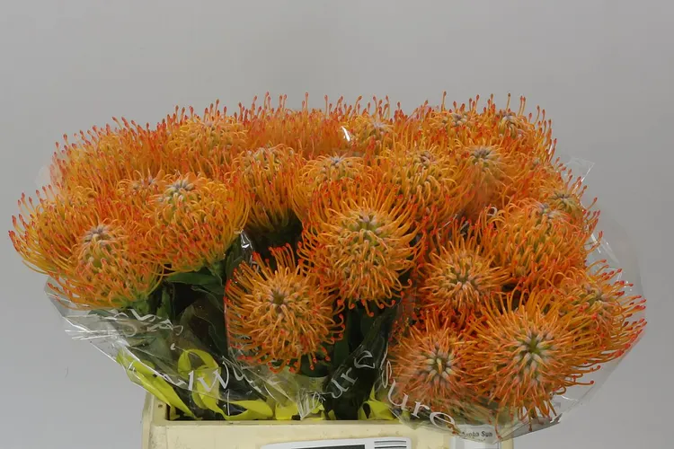 Leucospermum Ayoba Sun 40 cm