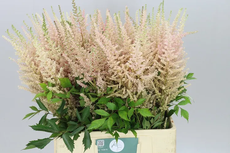 Astilbe Avalanche 70 cm