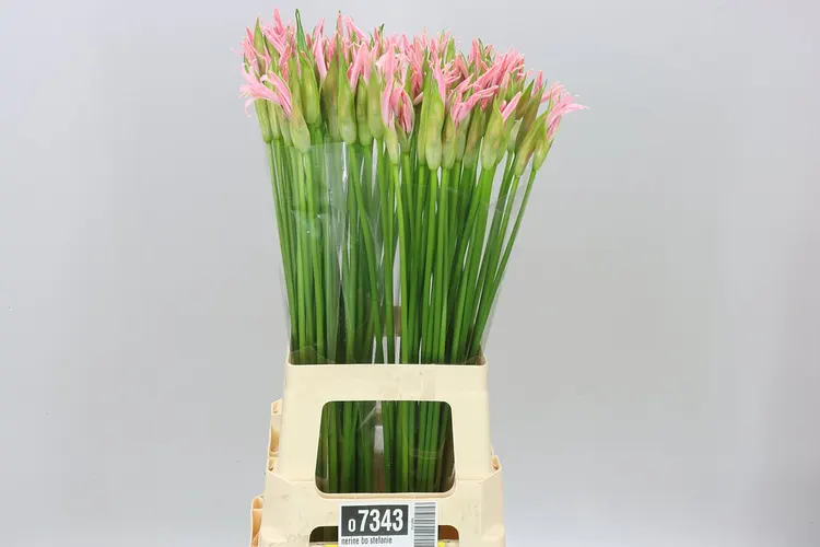 Nerine Bo Stefanie 60 cm
