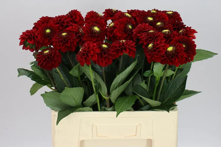 Dahlia Red Fox Ex 60 cm