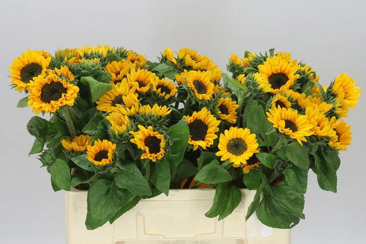 Helianthus A Sonja 55 cm