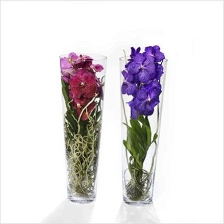 Orchidea Vanda mix v skle Lisanne 70cm