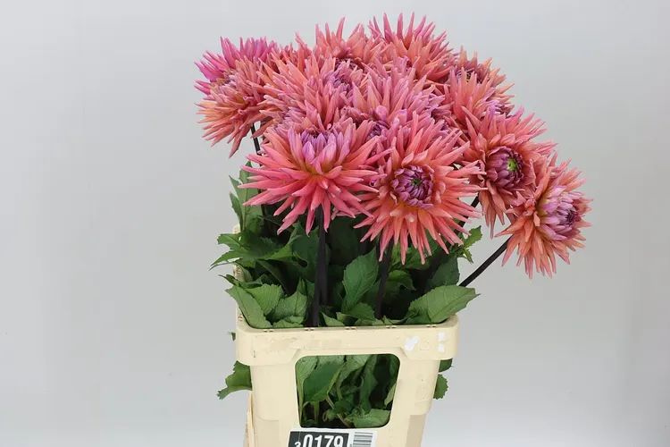 Dahlia Madeleine 60 cm
