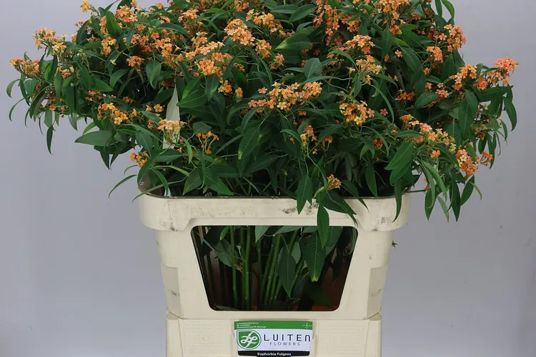 Euphorbia F T Sunstream 75 cm