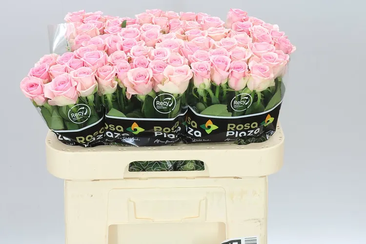 Rosa Gr Heaven 60 cm