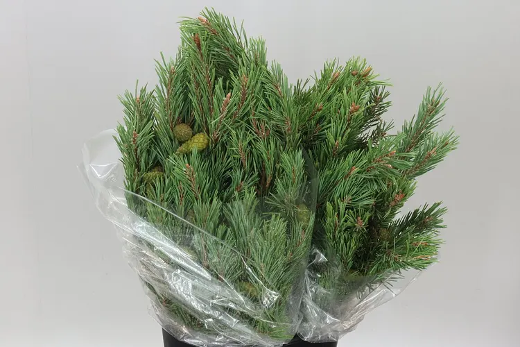 Pinus Mugo 55 cm