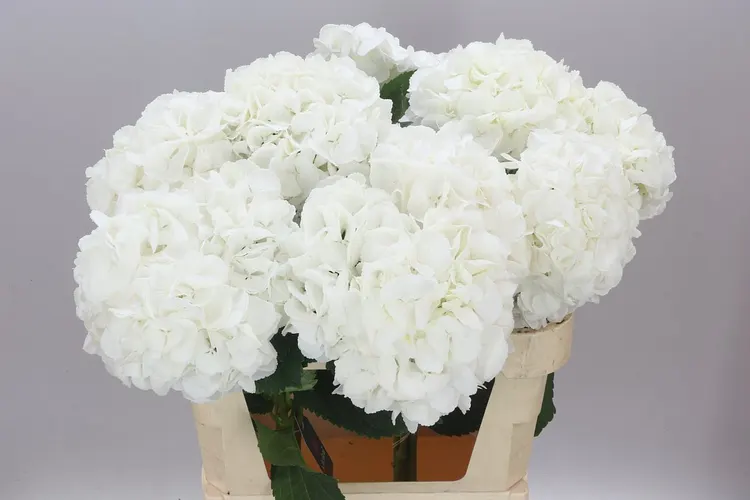 Hyd Princes White 80 cm