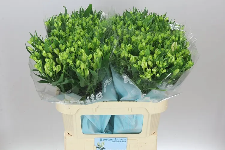 Alstro White Pearls X50 75 cm