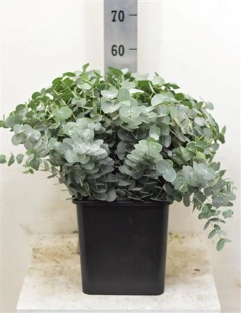 Eukalyptus Cinerea 55 Cm Single Stems 55 cm