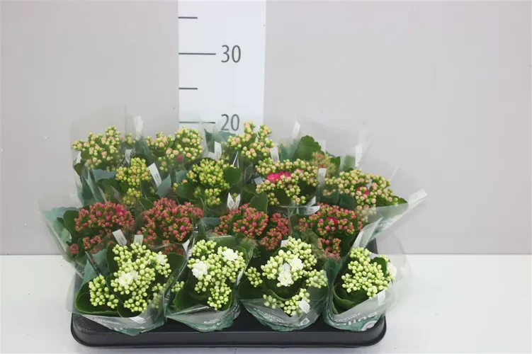 Kalanchoe Rosalina Mix črepník 7 cm