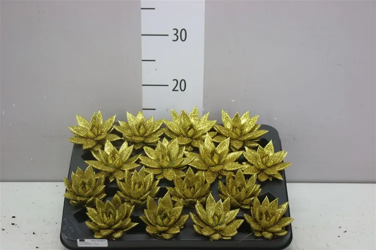 Echeveria Gold + Glitter črepník 6 cm