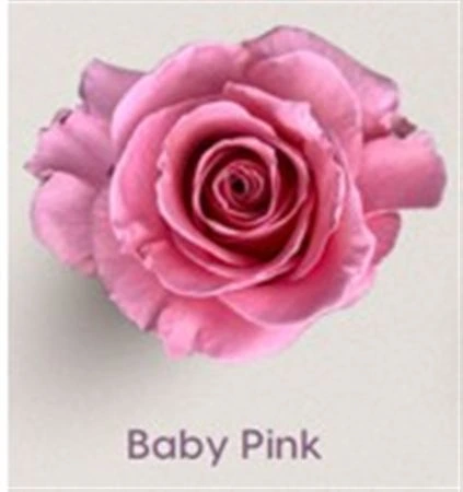 Ruža farbená Baby Pink, Ekvádor 50 cm