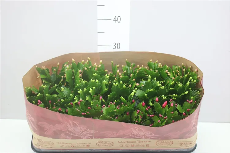 Schlumbergera mix črepník 9 cm