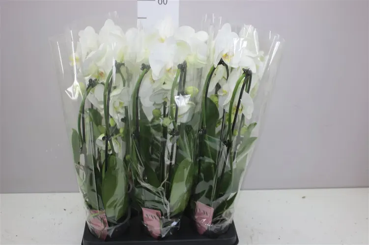 Orchidea Phalaenopsis Cascade biela, 2 výhony črepník 12 cm