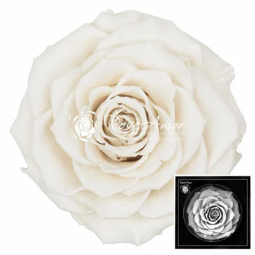 Stabilizovaná ruža Bonita ⌀ 9 cm, biela WHI04