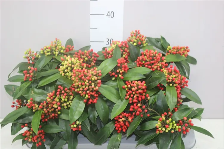Skimmia Reevesiana 5-6 črepník 15 cm