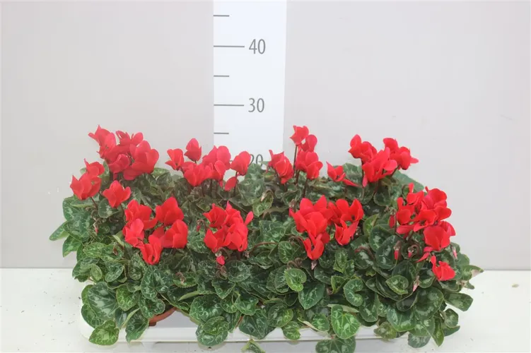 Cyklámen Super Allure červený črepník 10,5 cm