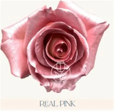 Rosa Gr Ec Tinted Real Pink 50 cm
