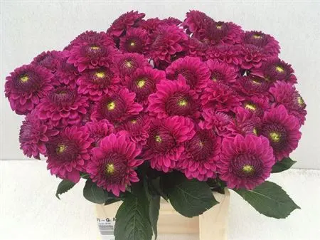 Dahlia Purple Fox 50 cm