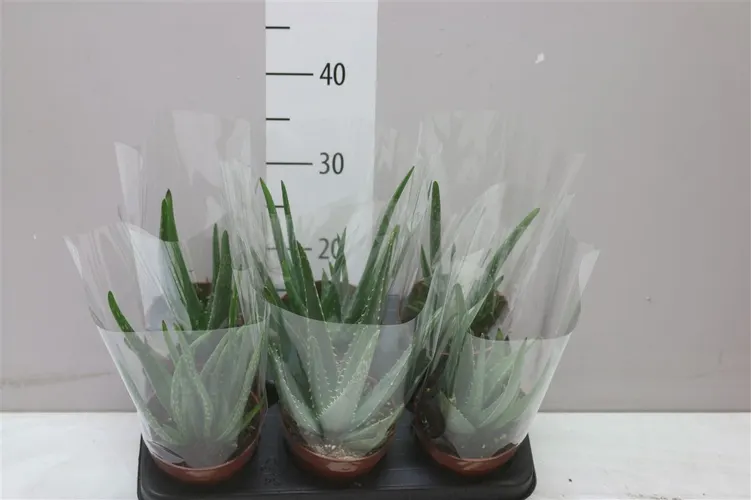 Aloe Vera črepník 12 cm