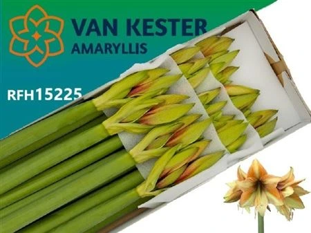 Amarylis Mocca 80 cm