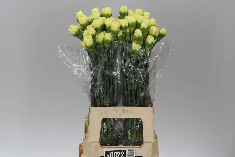 Di St Yellow 70 cm
