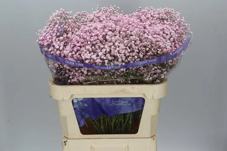 Gyps Absorbed Pale Pink 75 cm