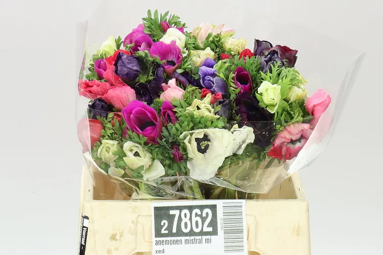 Anemonen Mistral mix 40 cm