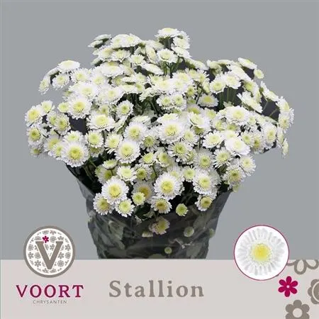 Chr T Stallion 70 cm