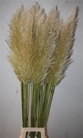 Cortaderia 130 cm