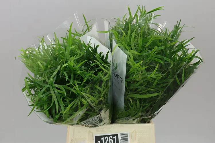 Asparagus Falcatus 40 cm