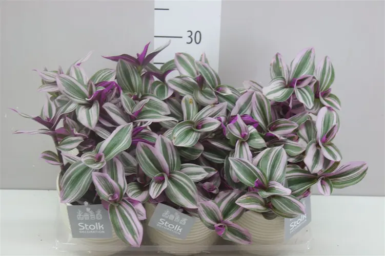 Tradescantia Albiflora 'nanouk' Maren v keramike črepník 13 cm