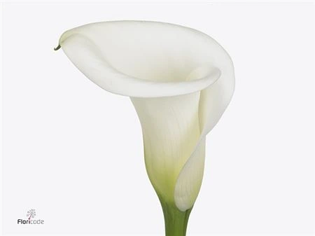 Kaly (Calla Lily)