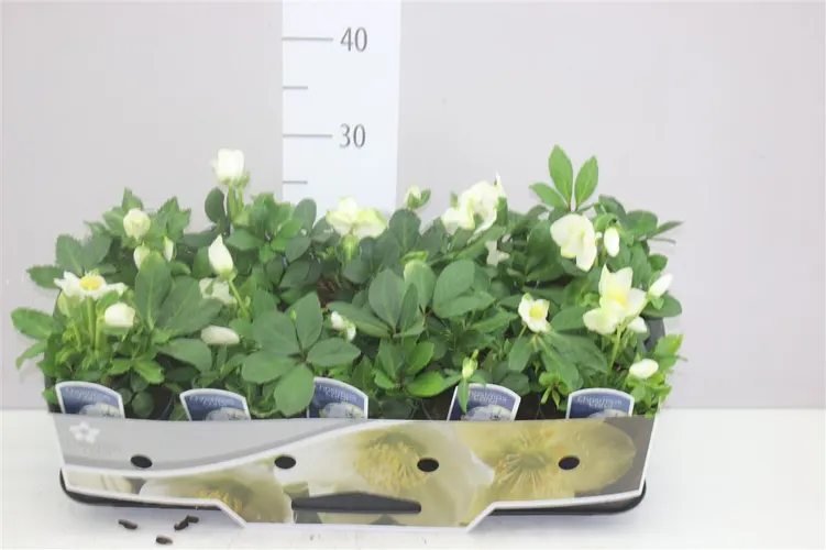 Helleborus N. Christmas Carol Standaard črepník 12 cm