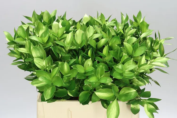 Ruskus farbený Metallic Olive 60 cm