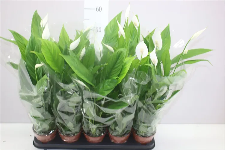 Spathiphyllum Alana črepník 12 cm