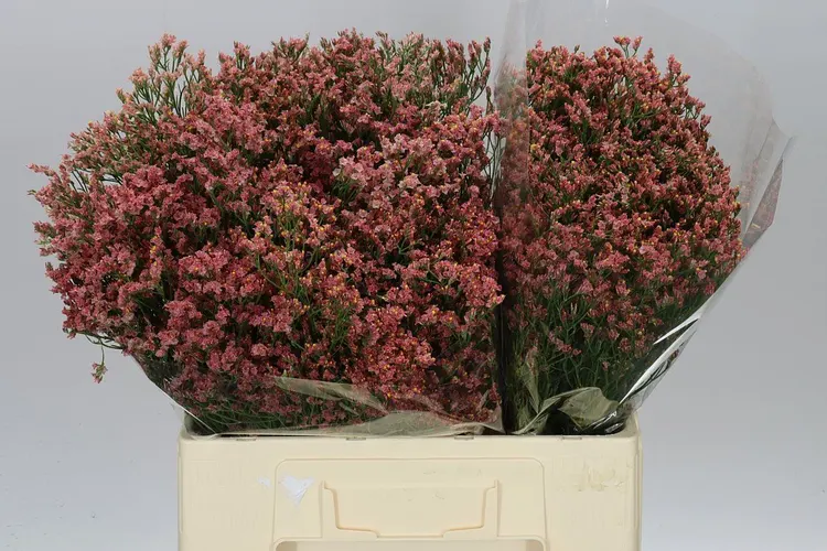 Lim. Sin Maxima Diamond Oranje 60 cm